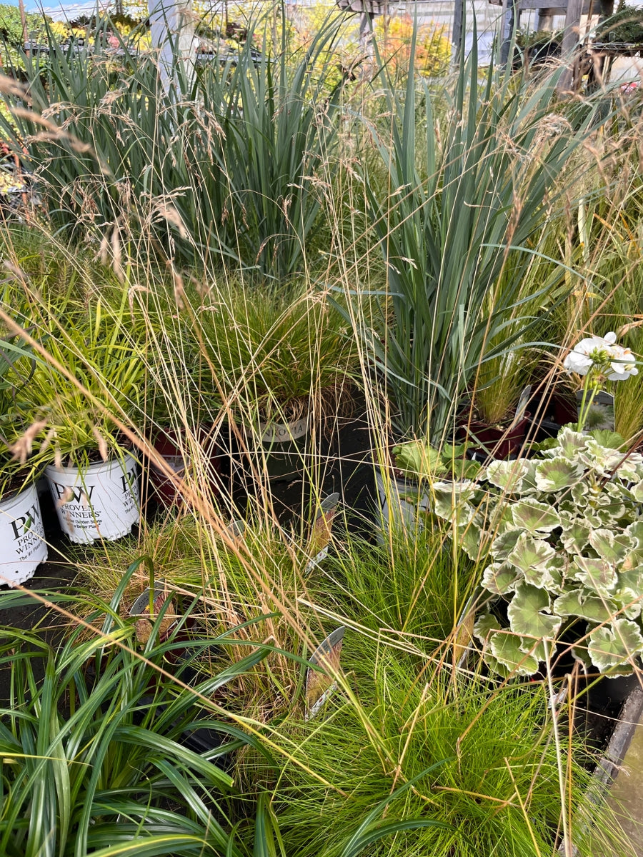 Deschampsia Tatra Aurea 1G