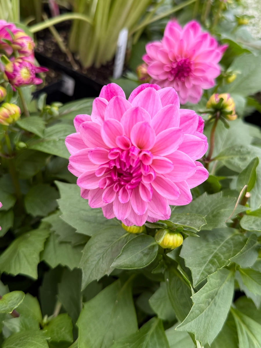Dahlia 'Hypnotica Pink Bicolor' 1G
