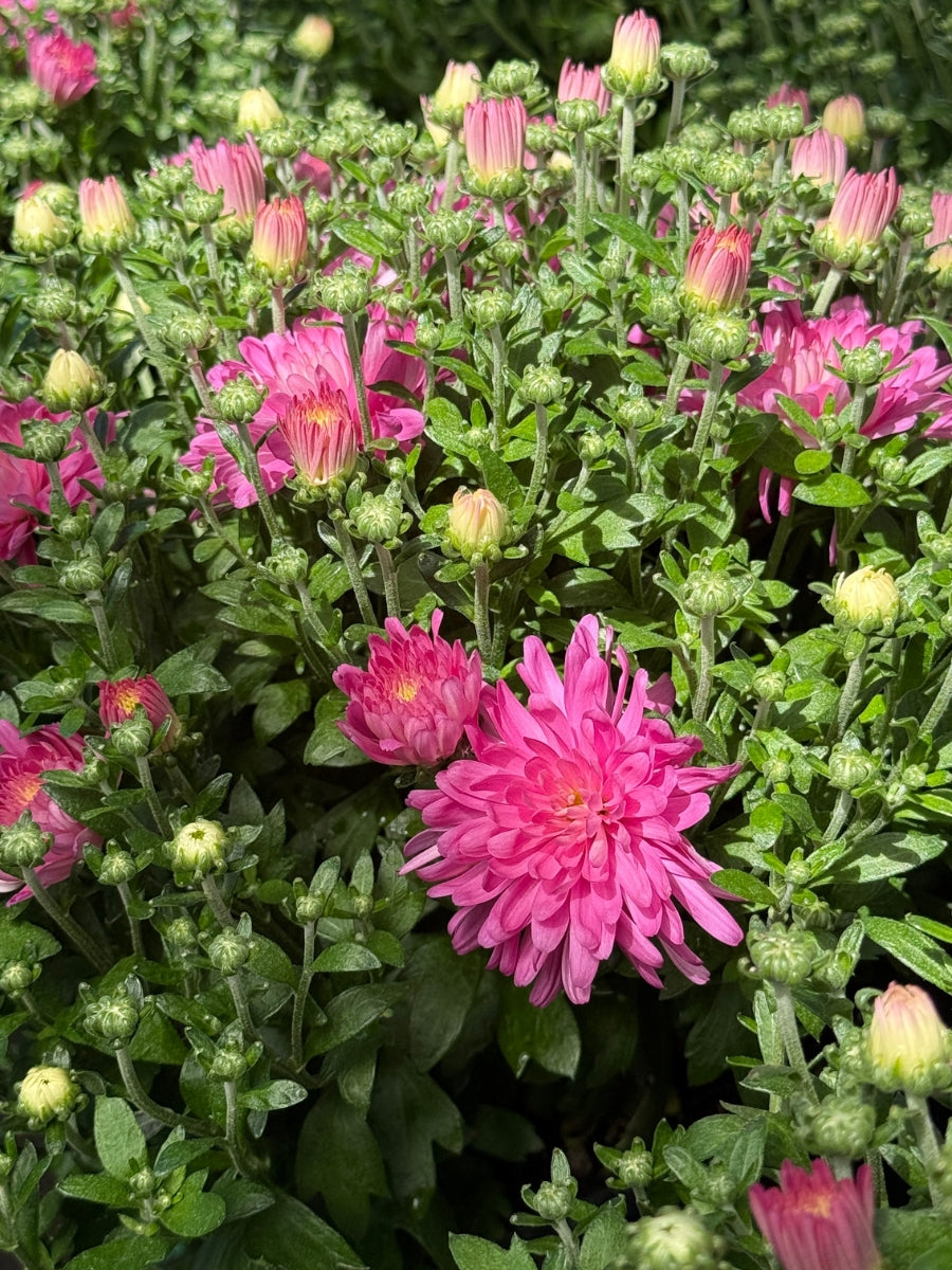 Mum 'Debbie Hot Pink'