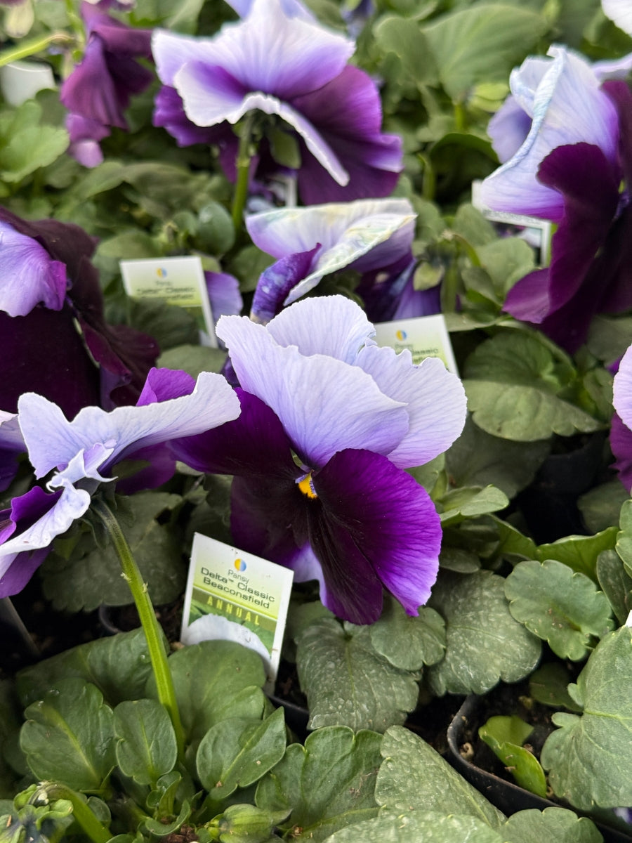 Pansies