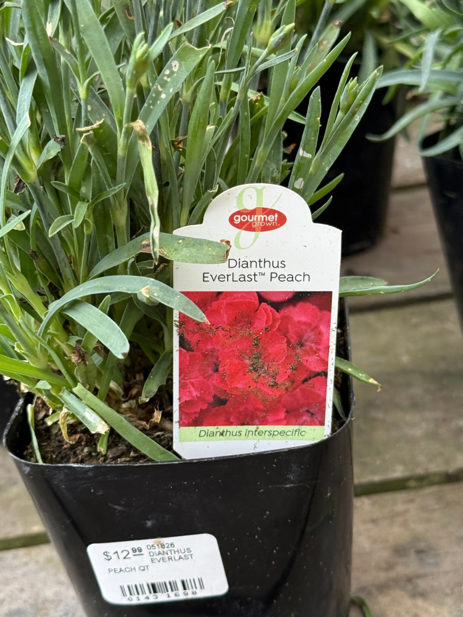 Dianthus 'Everlast Peach' Qt.