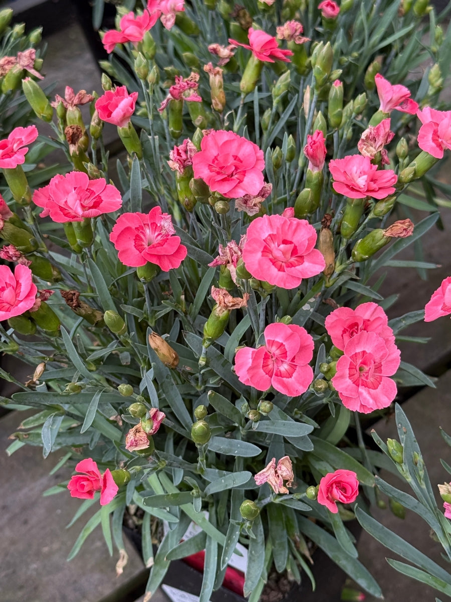 Dianthus 'Everlast Peach' Qt.
