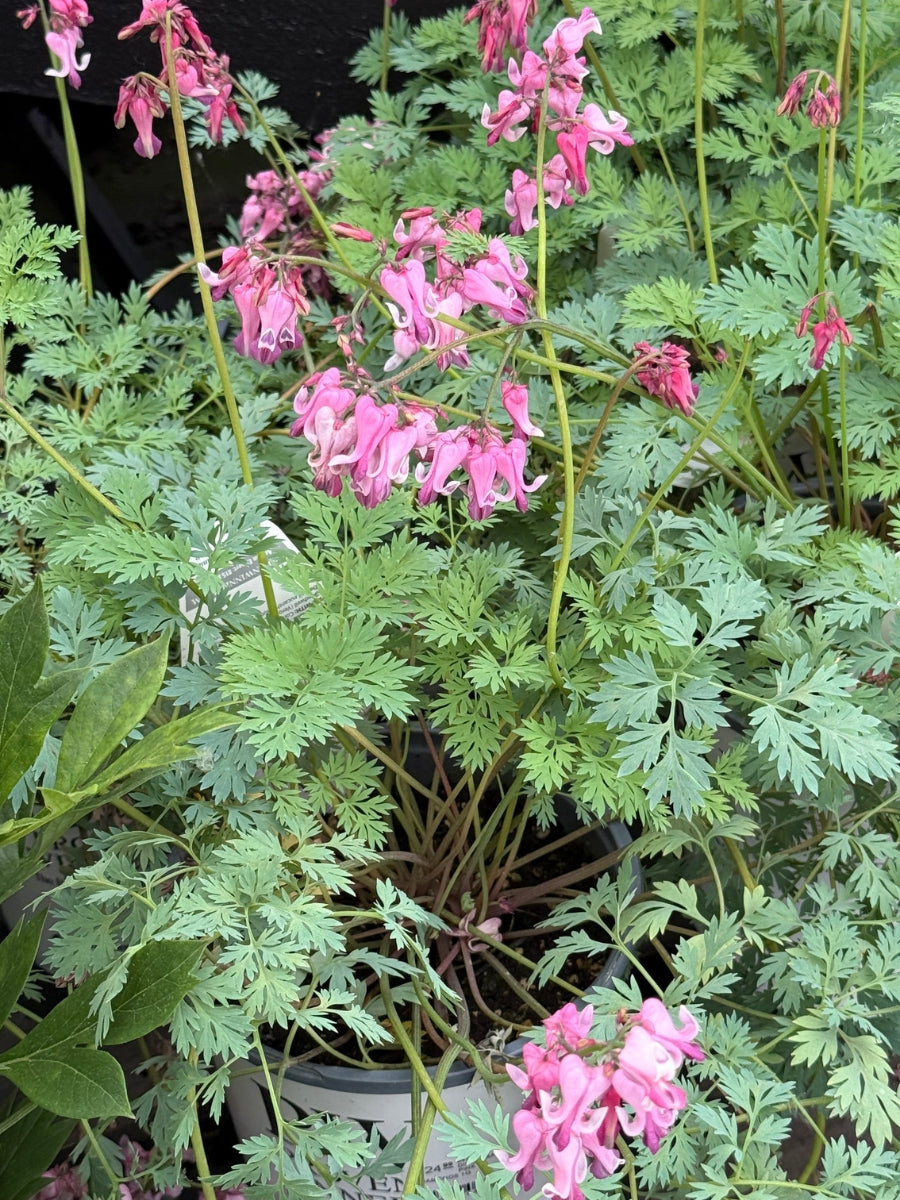 Dicentra 'Pink Diamonds' 1G