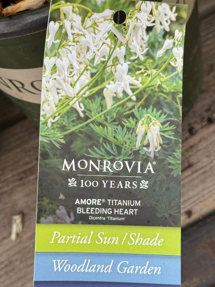 Dicentra 'Amore Titanium' 1G