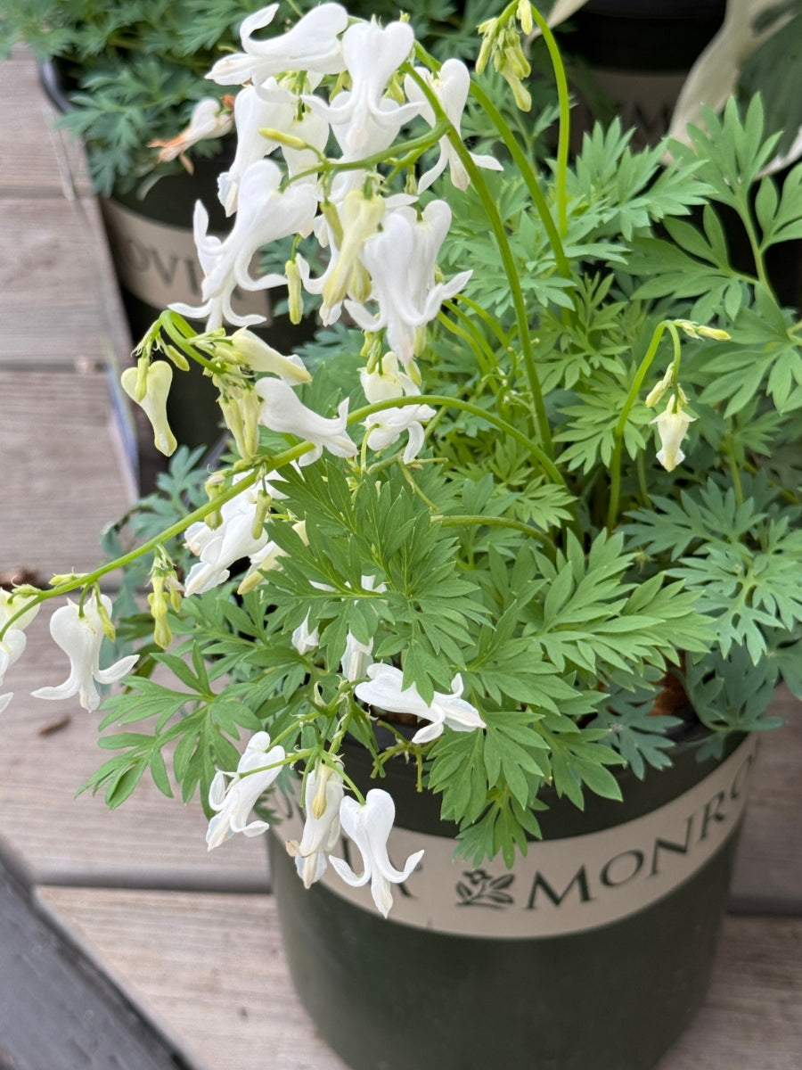 Dicentra 'Amore Titanium' 1G