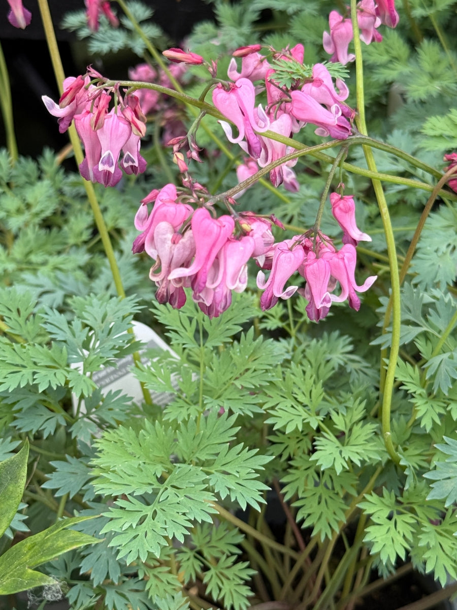 Dicentra 'Pink Diamonds' 1G