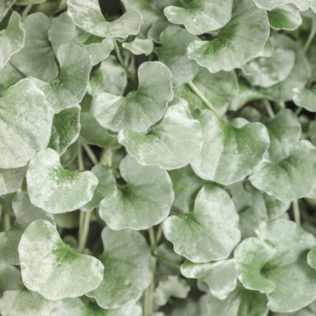 Proven Accents Dichondra Silver Falls 4.5''