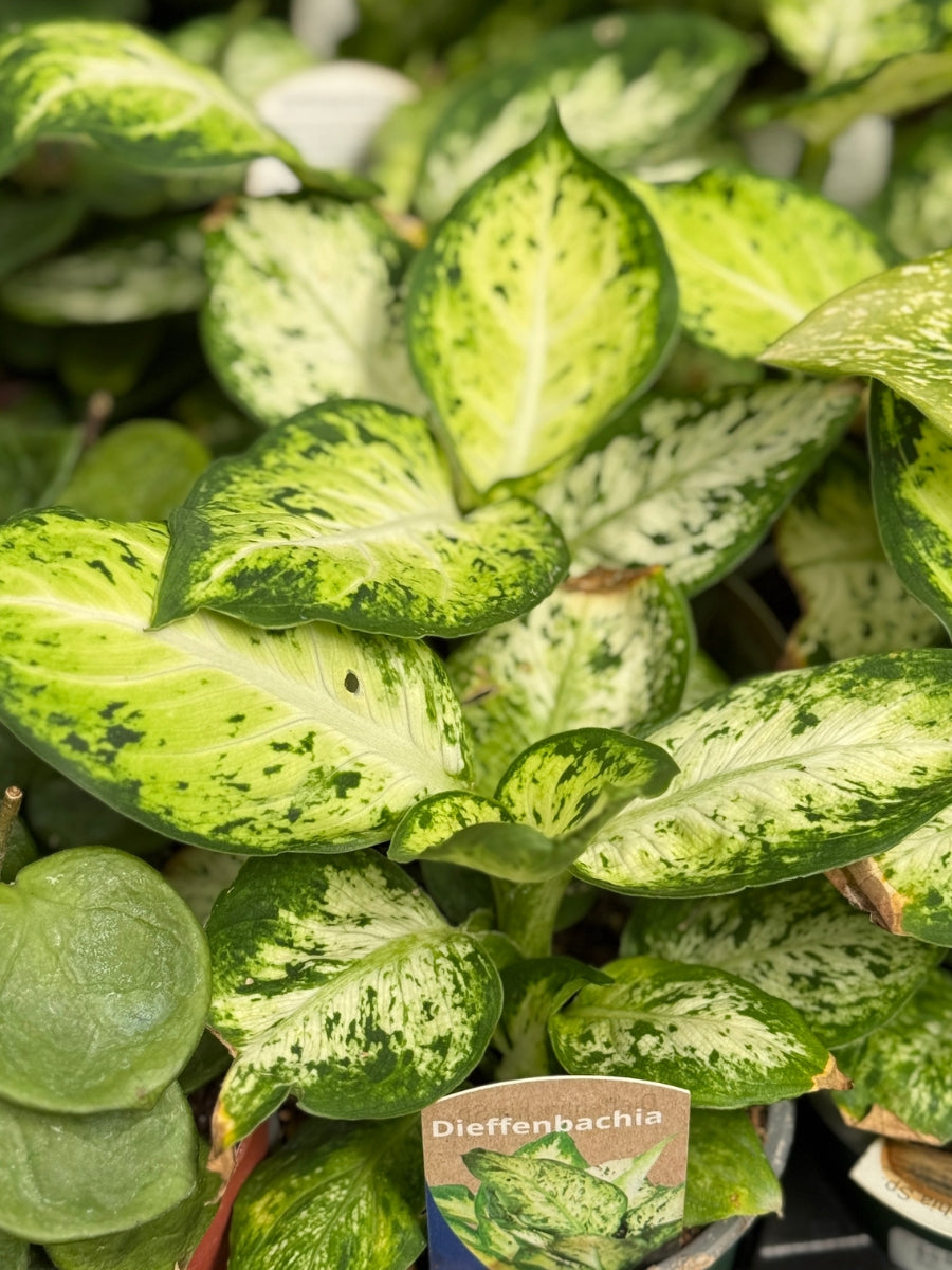 Dieffenbachia 'Amy' 4''