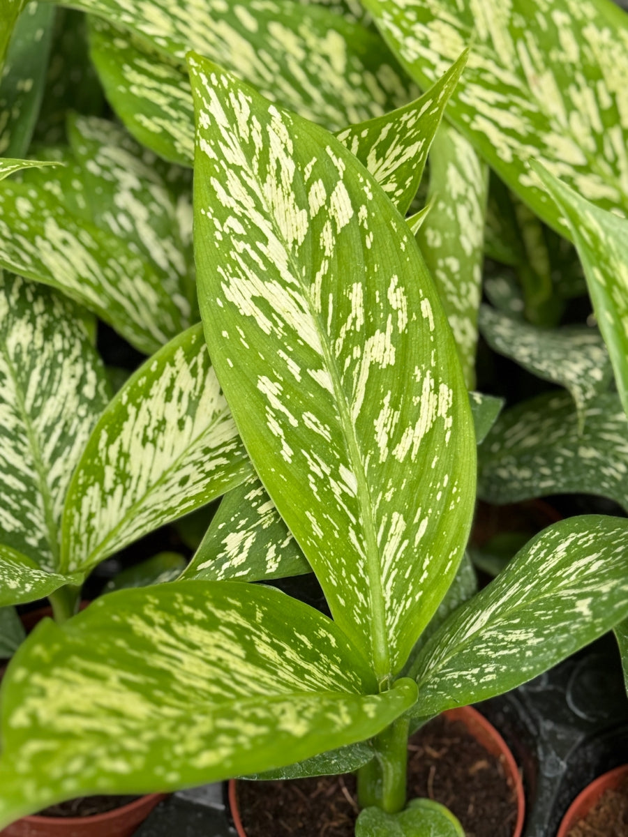 Dieffenbachia 'White Etna' 4''