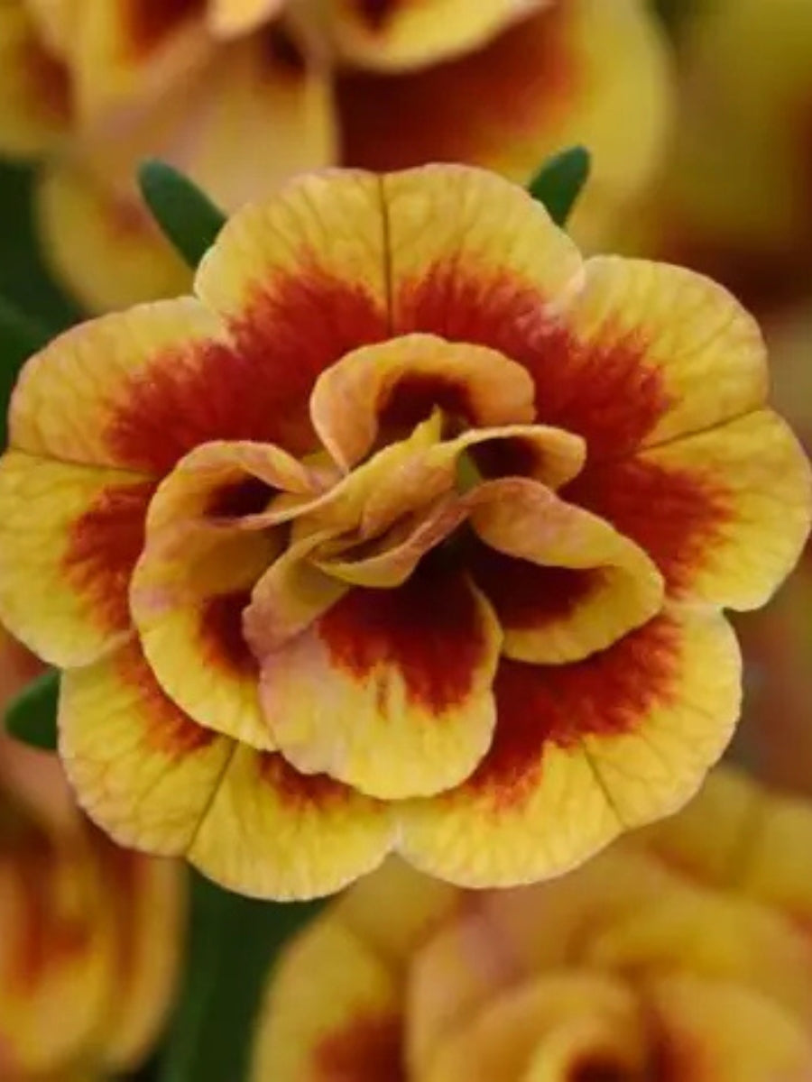 Calibrachoa MiniFamous® Neo Double Orange