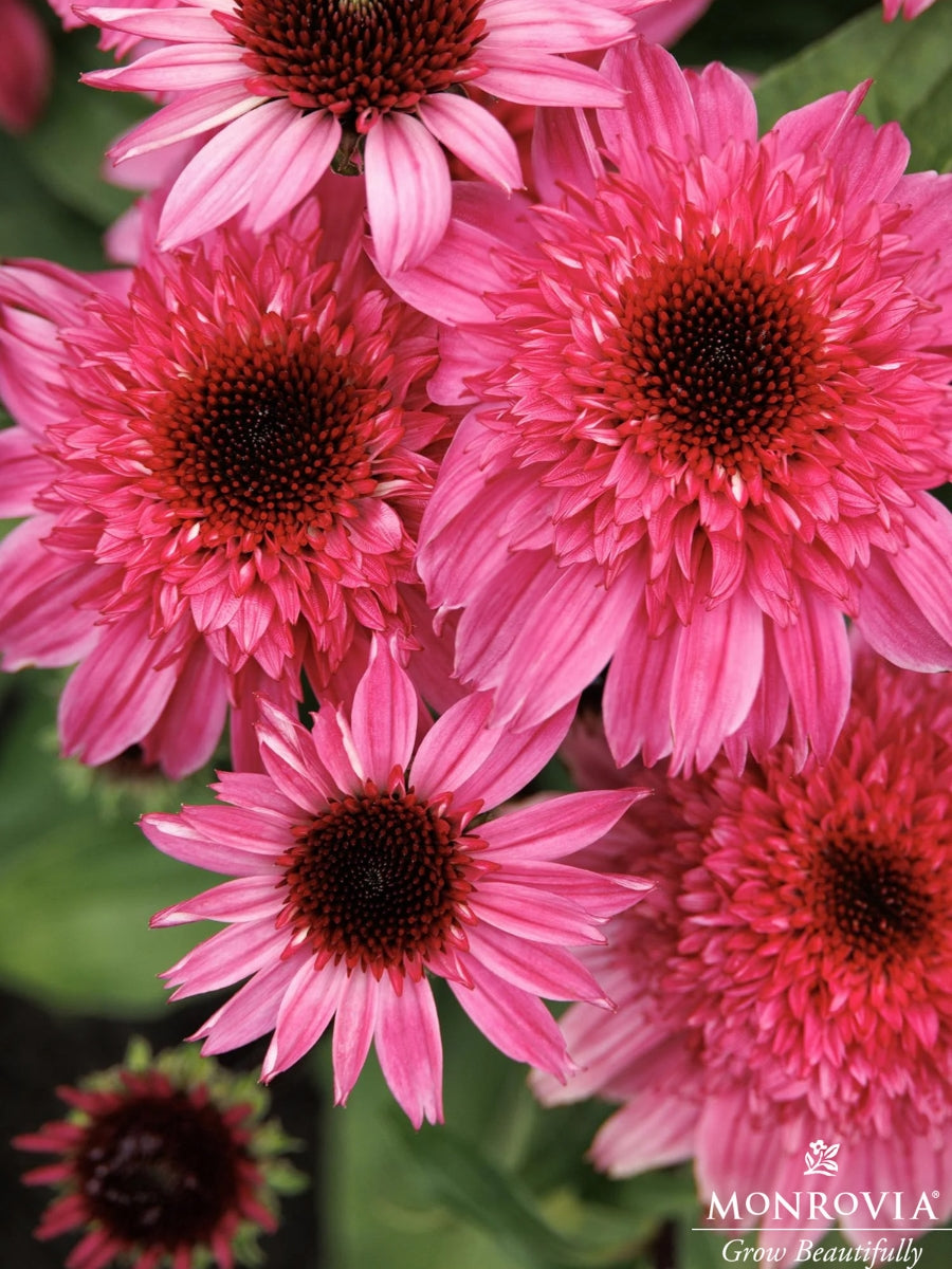 Echinacea 'Double Scoop Watermelon' 1G