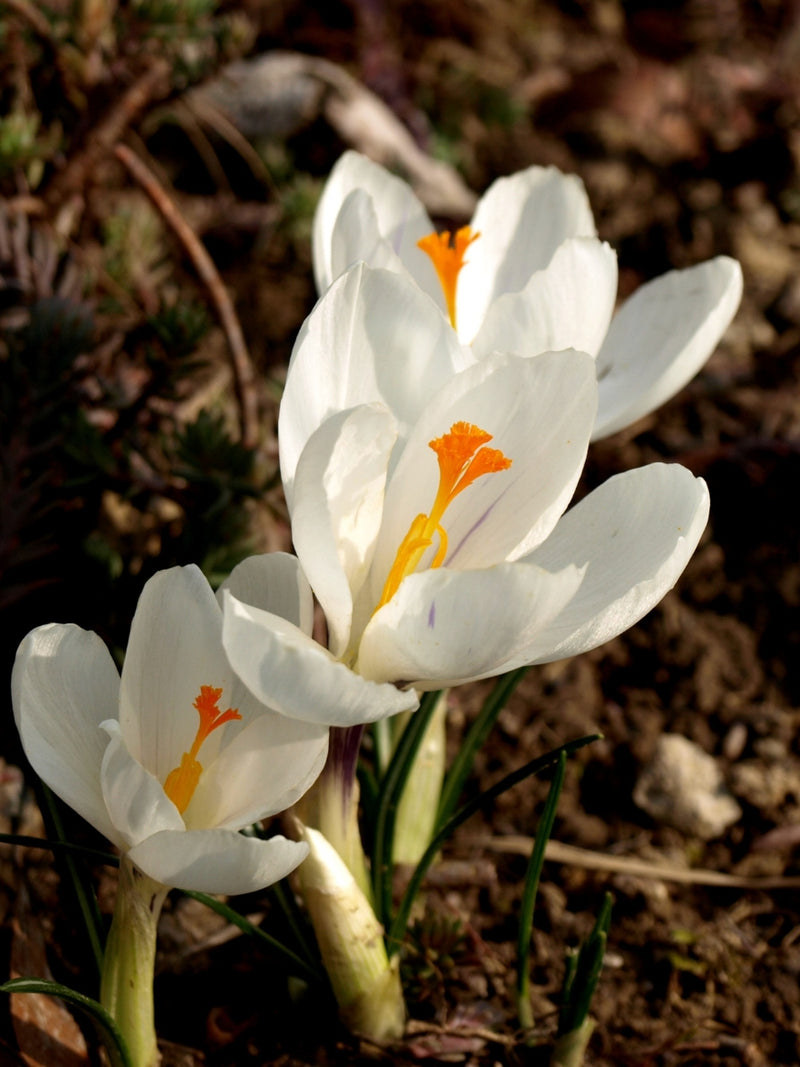 Crocus 'White Autumn' - Bulb Pack