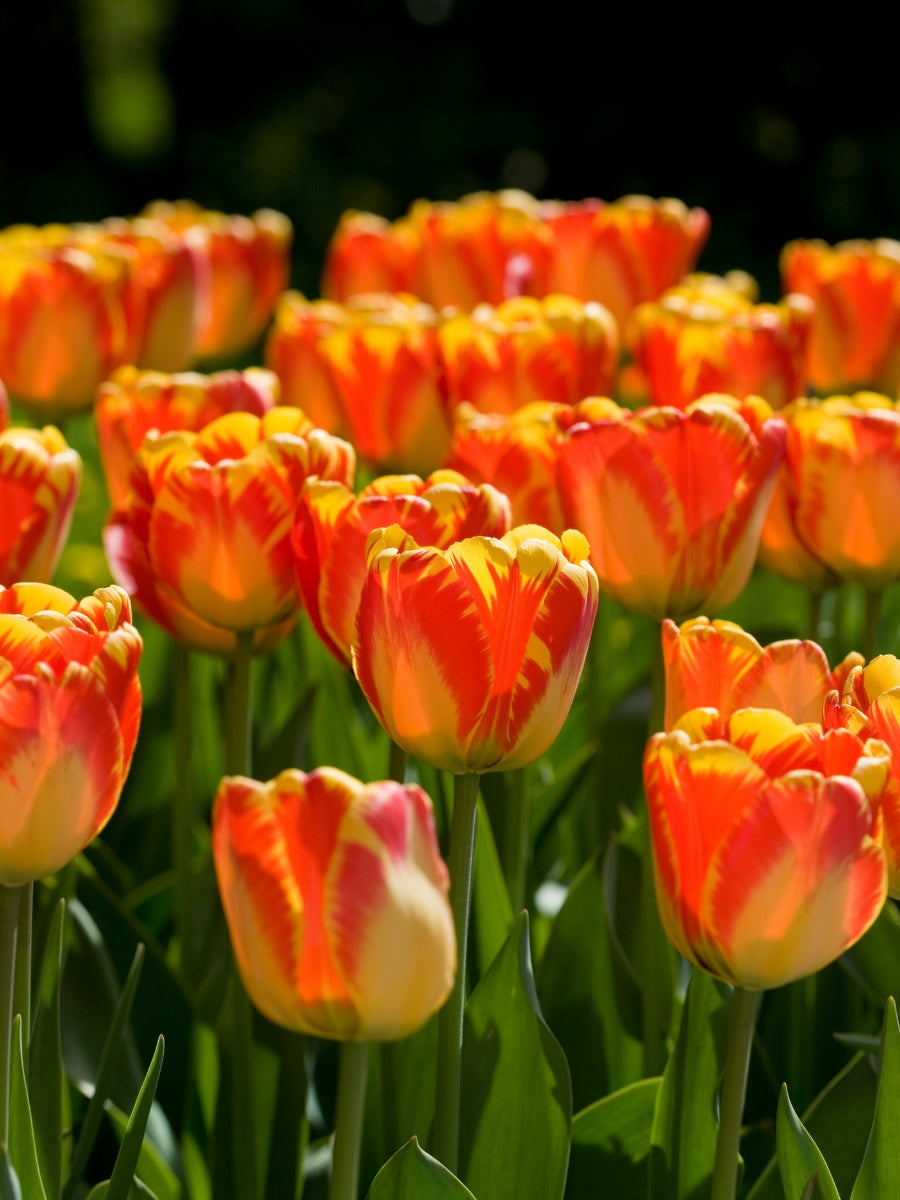 Tulip 'Banja Luka' - Bulb Pack