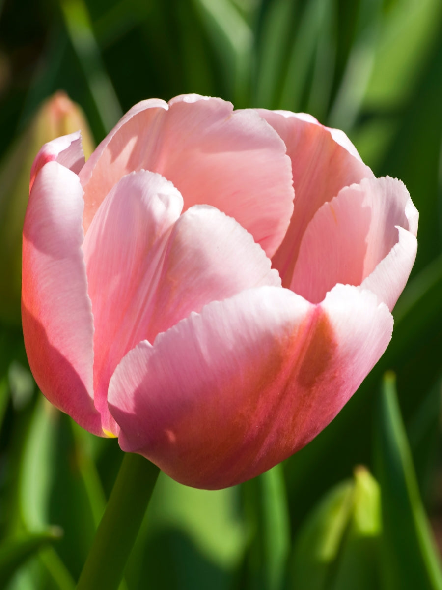 Tulip 'Design Impression' - Bulb Pack