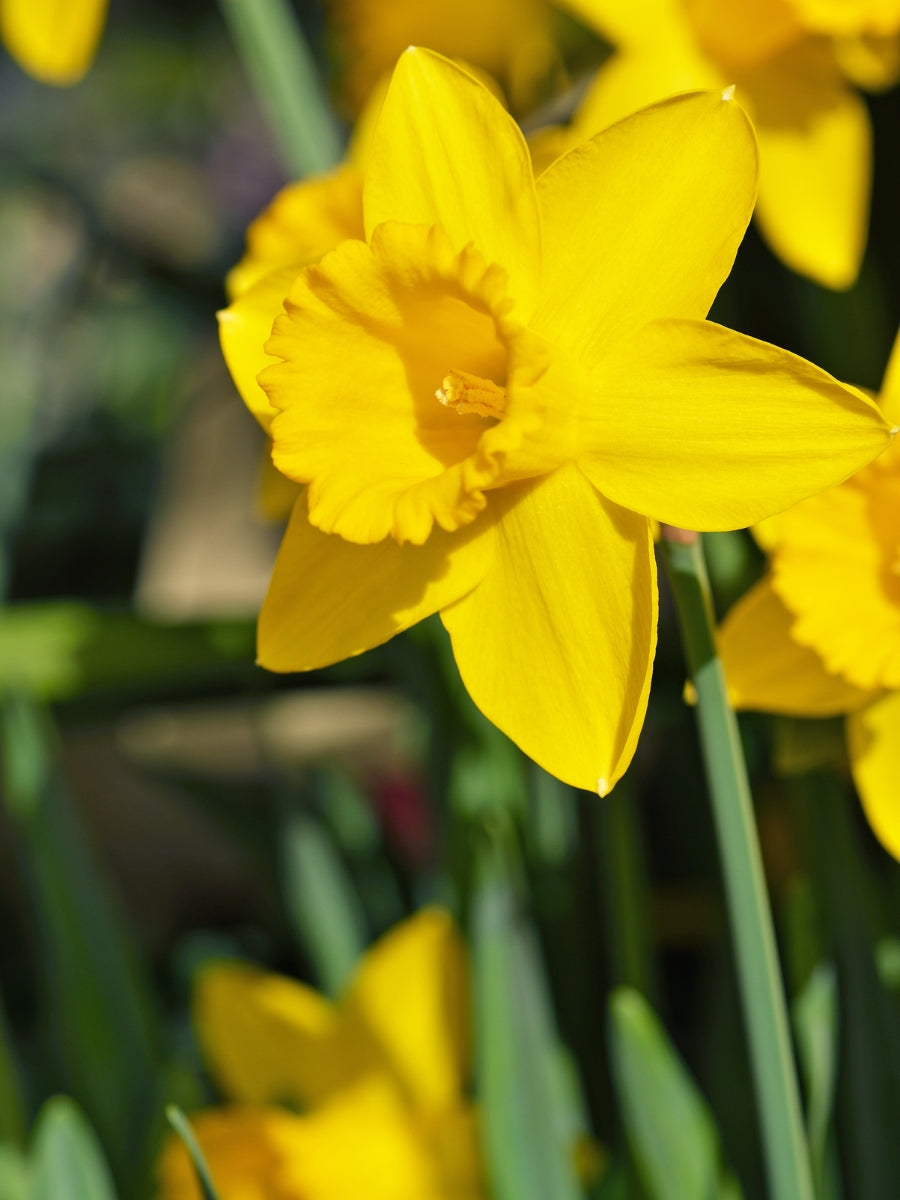 Narcissus 'Dutch Master' - Bulb Pack