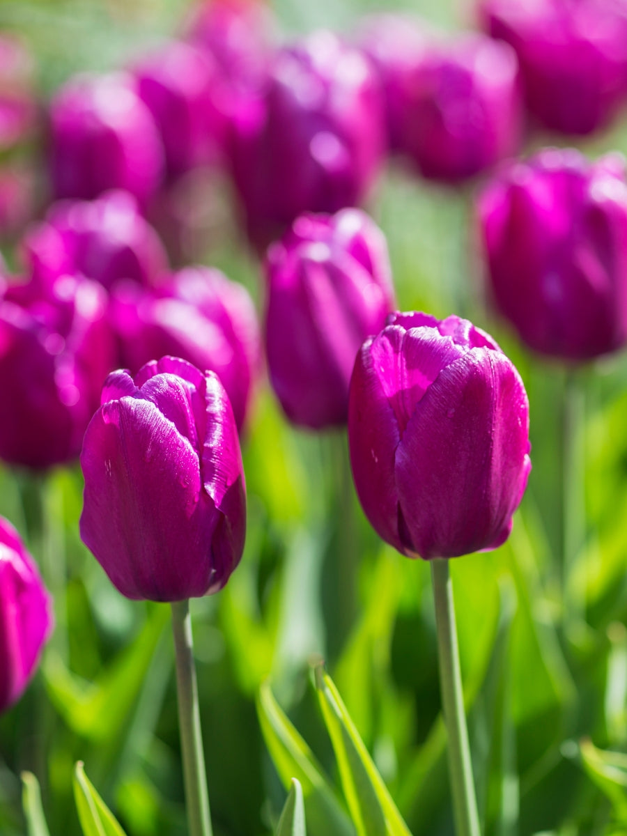 Tulip 'Purple Prince' - Bulb Pack