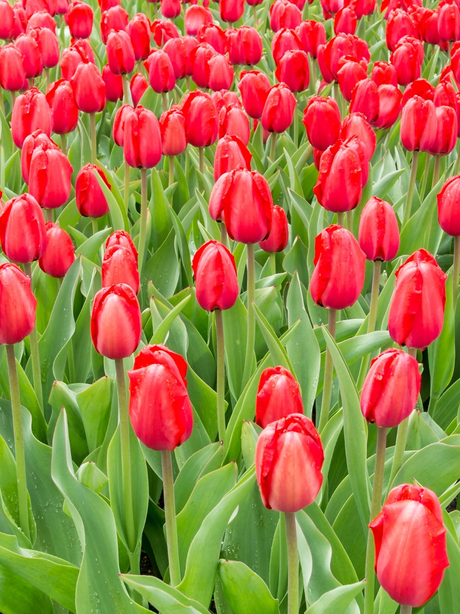 Tulip 'Red Impression' - Bulb Pack