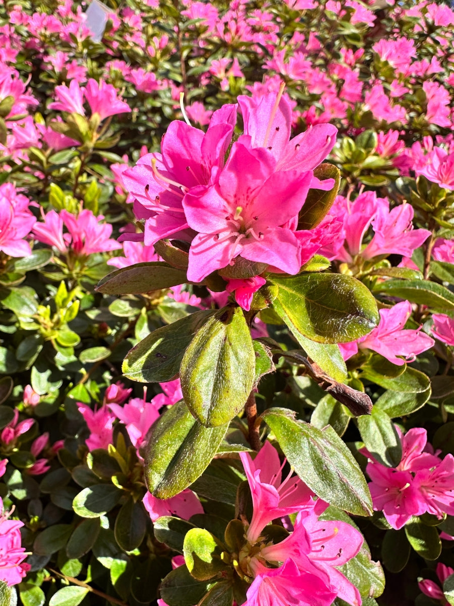 Azalea 'Coral Bell'