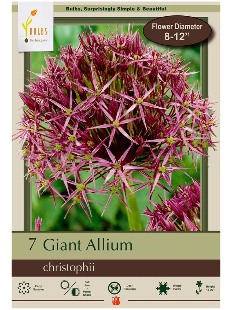 Allium 'Christophii' - Bulb Pack
