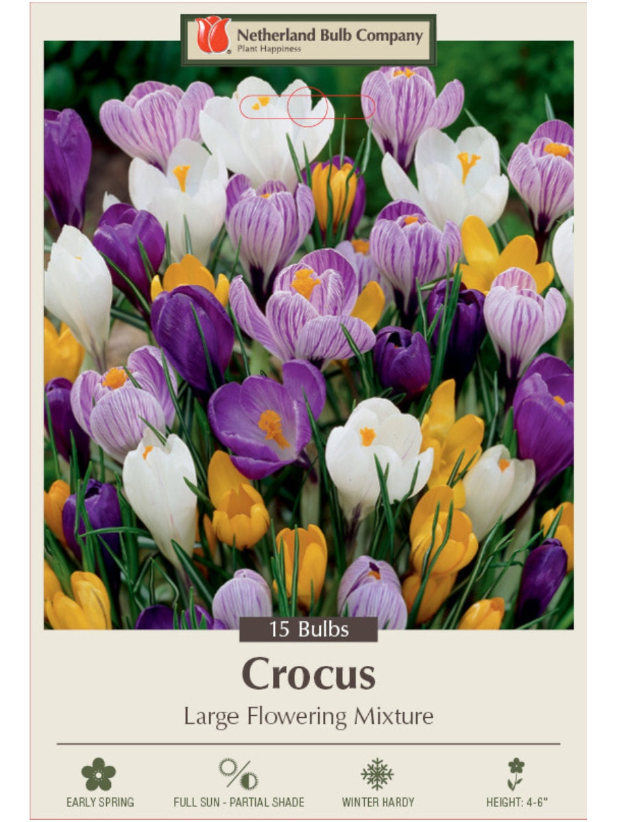 Crocus 'Large Flowering Mix' - Mixed Bulb Pack