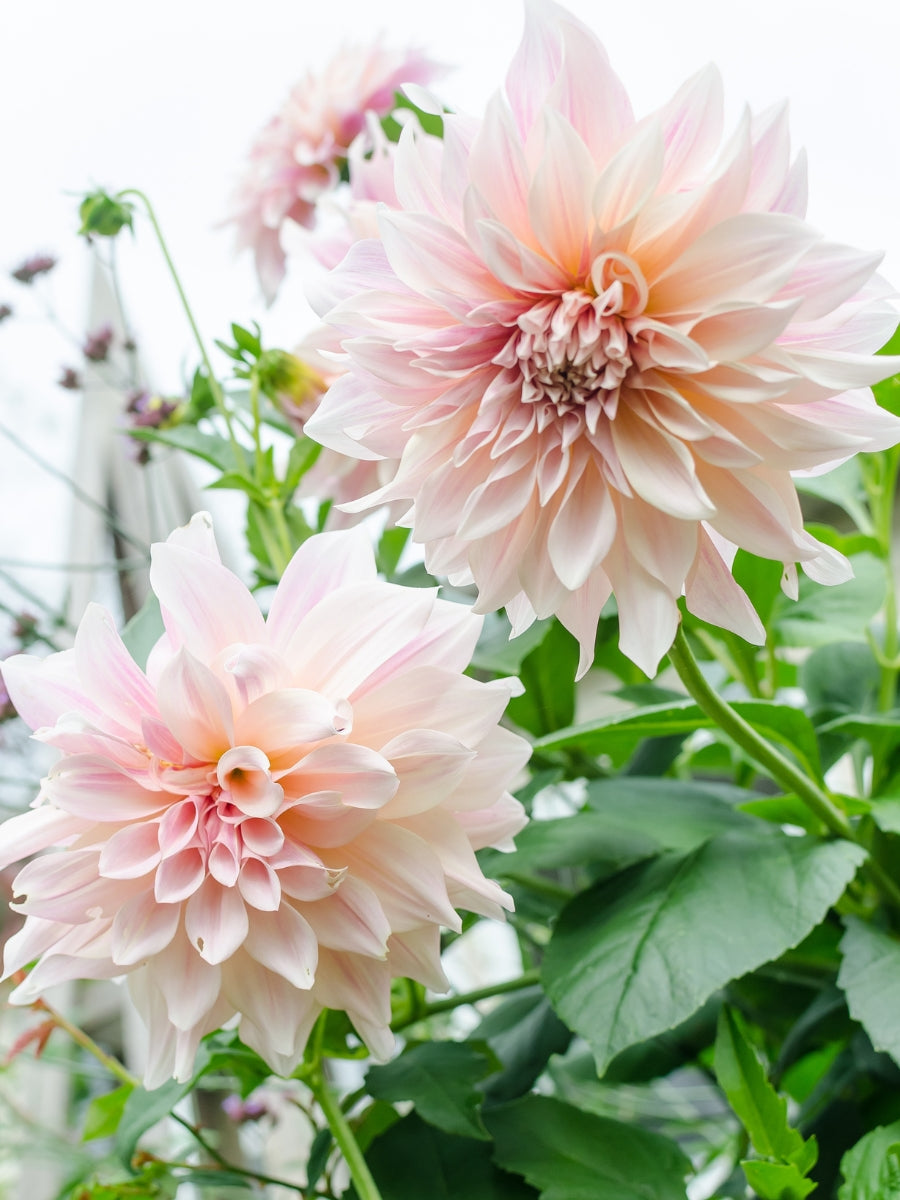 Dahlia Cafe Au Lait - Bagged Bulb