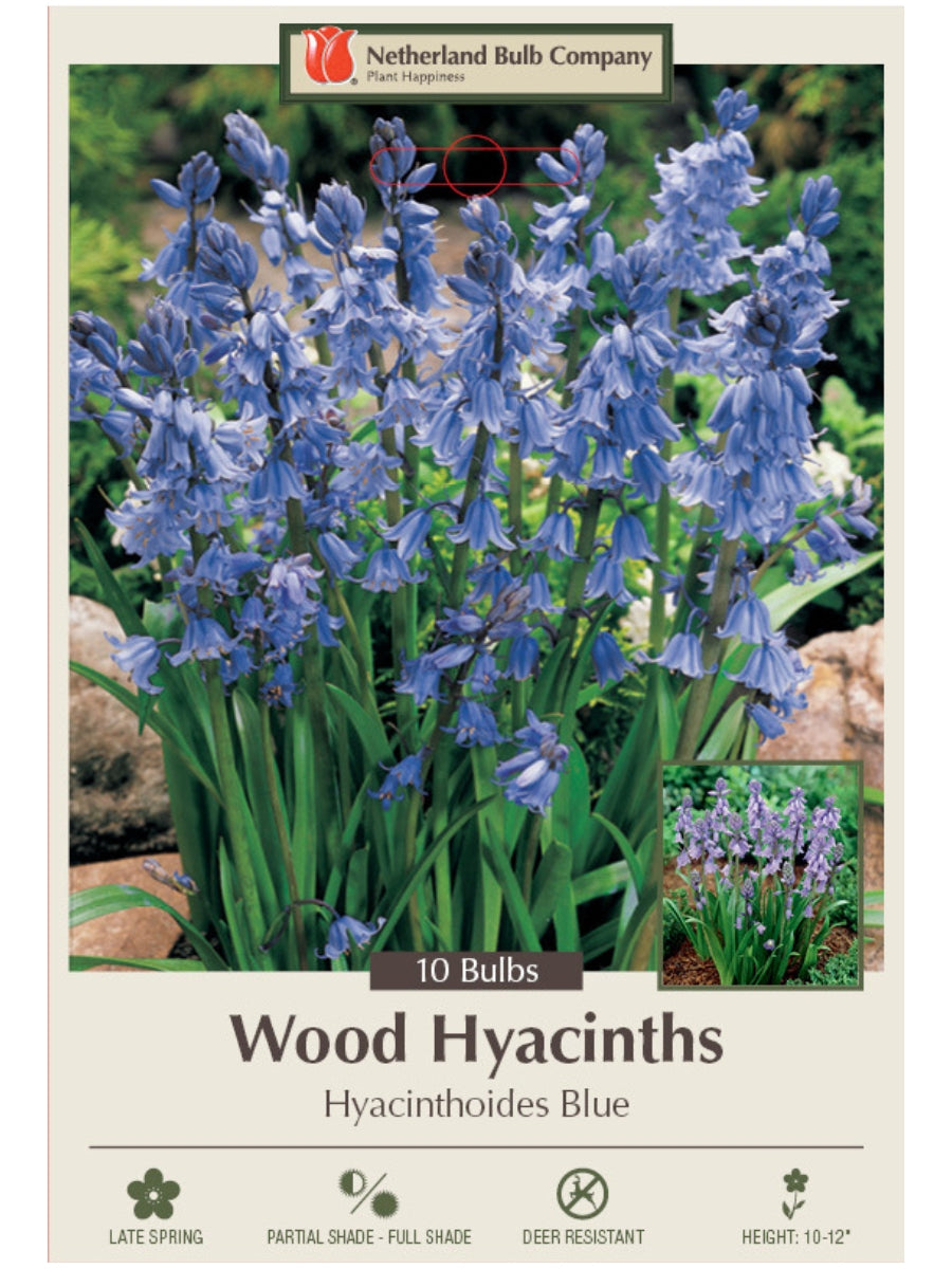 Hyacinthoides 'Wood Hyacinth Blue' - Bulb Pack