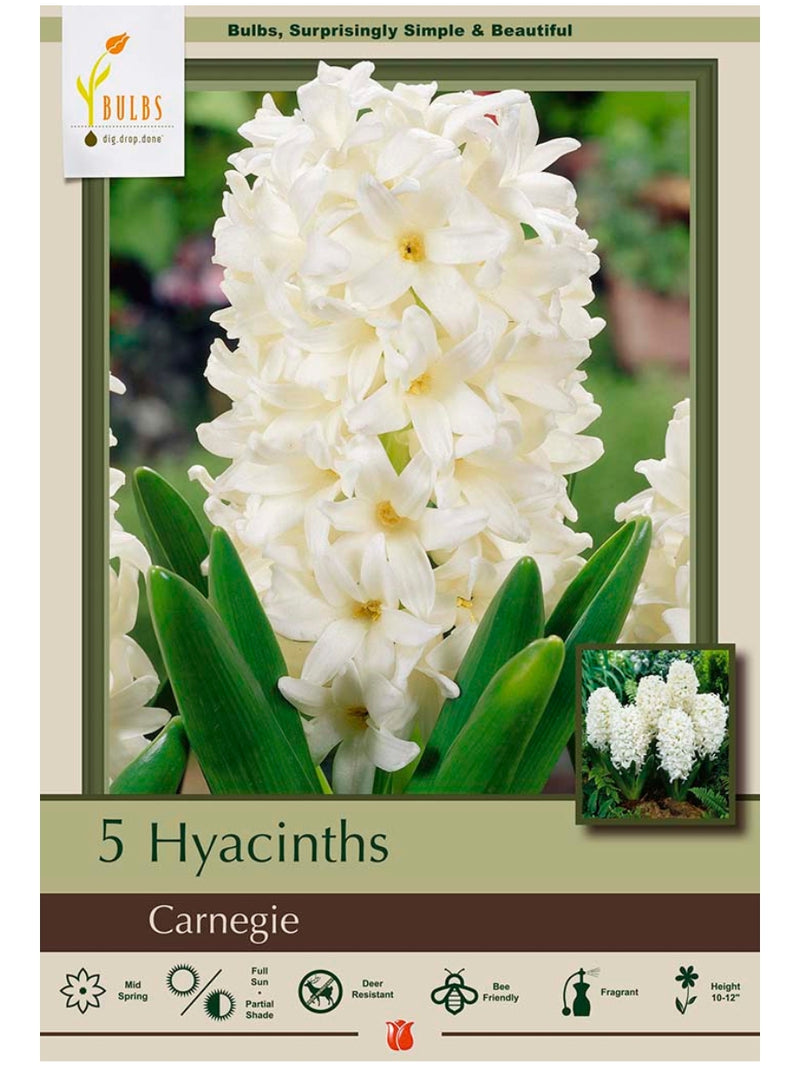 Hyacinth 'Carnegie' - Bulb Pack