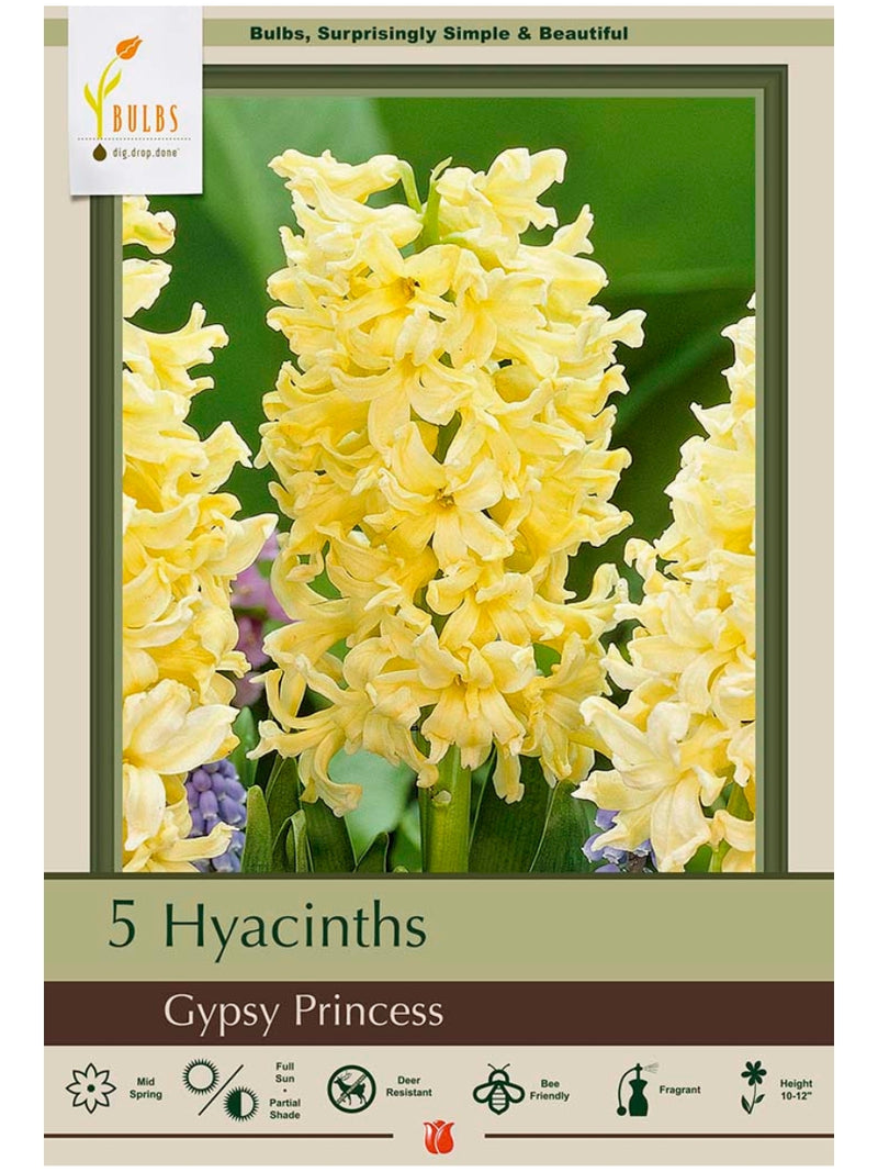 Hyacinth 'Gypsy Princess' - Bulb Pack