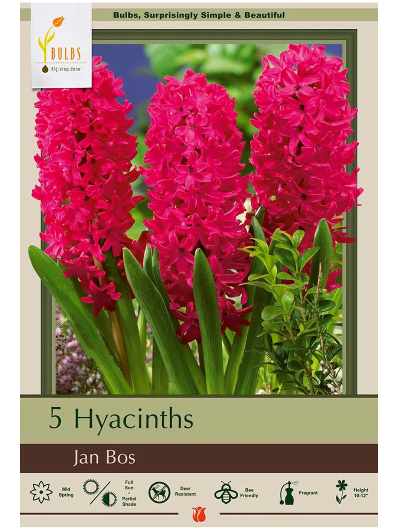Hyacinths 'Jan Bos' - Bulb Pack
