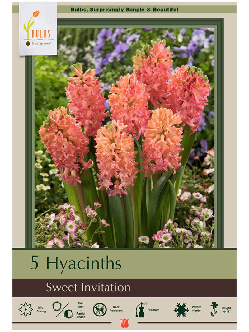 Hyacinth 'Sweet Invitation' - Bulb Pack