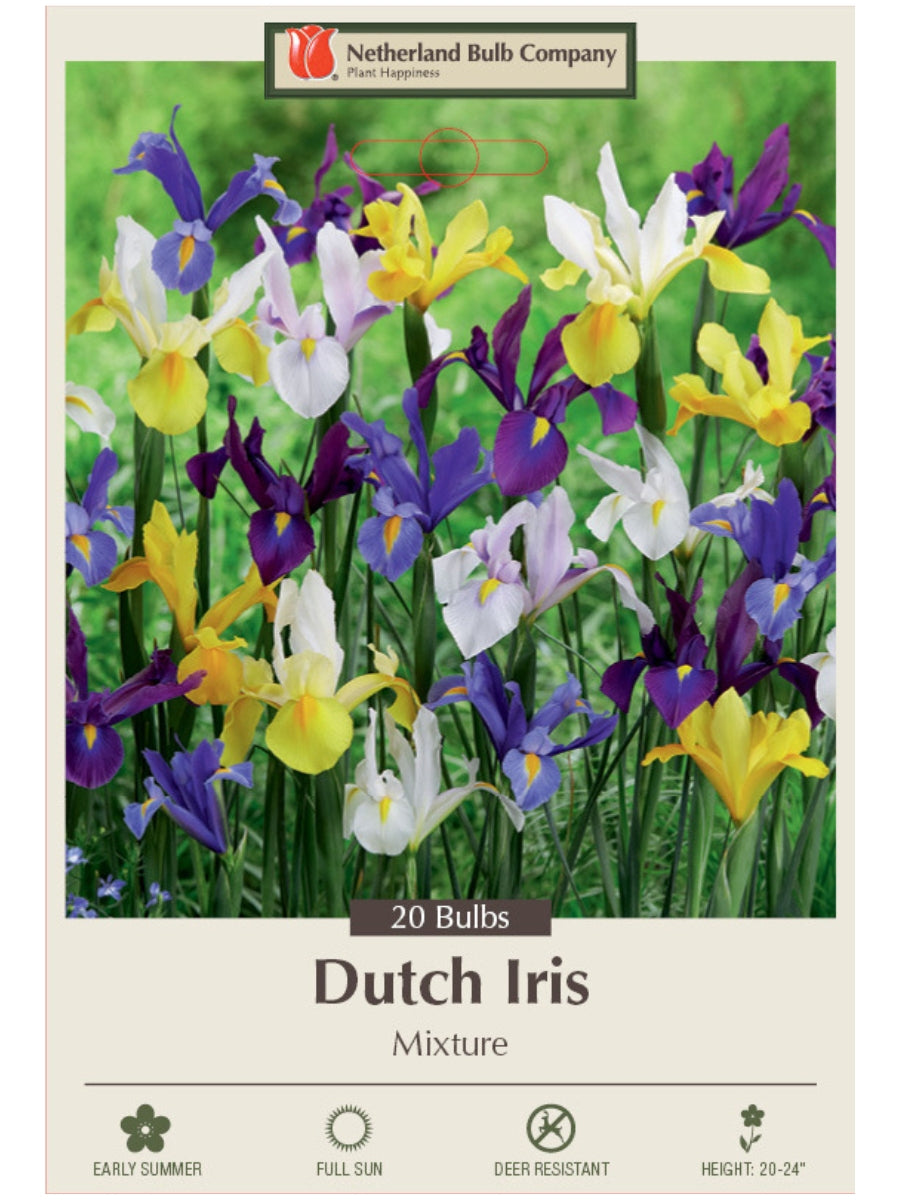 Iris 'Dutch Iris Mixture' - Mixed Bulb Pack