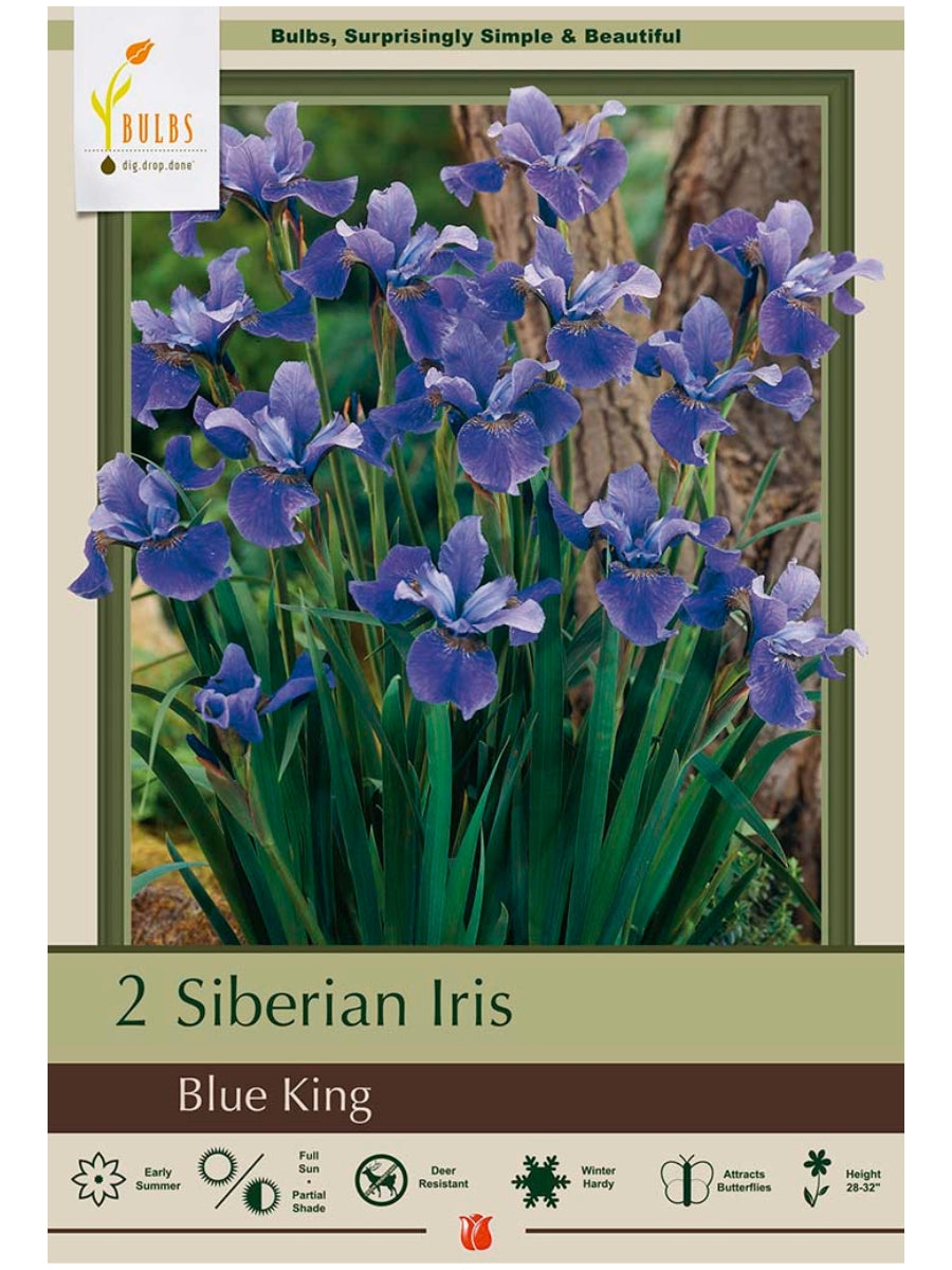 Iris 'Blue King' - Bagged Bulbs