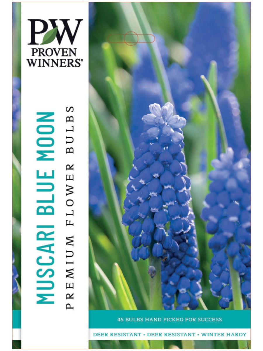Muscari 'Blue Moon' - Bulb Pack