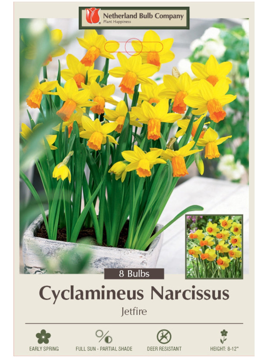 Narcissus 'Jetfire' - Bulb Pack