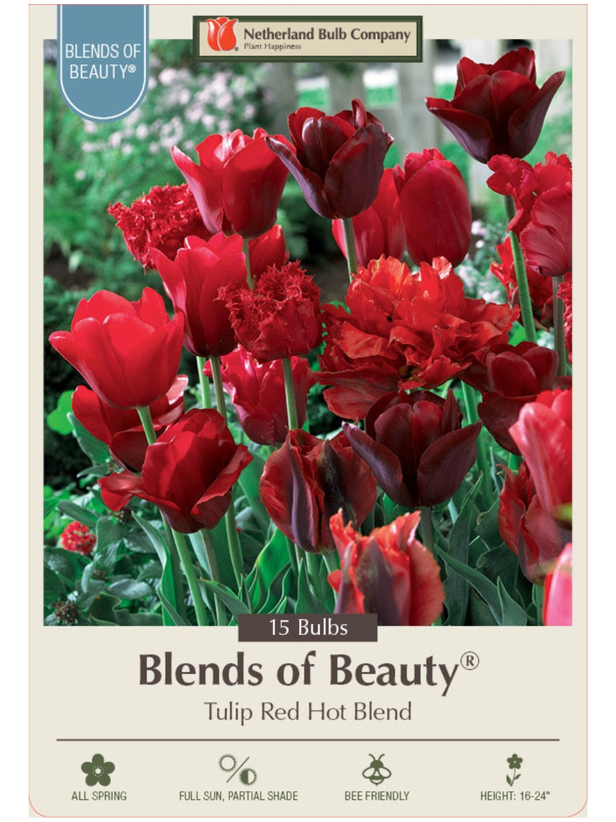 Tulip 'Red Hot Blend' - Mixed Bulb Pack
