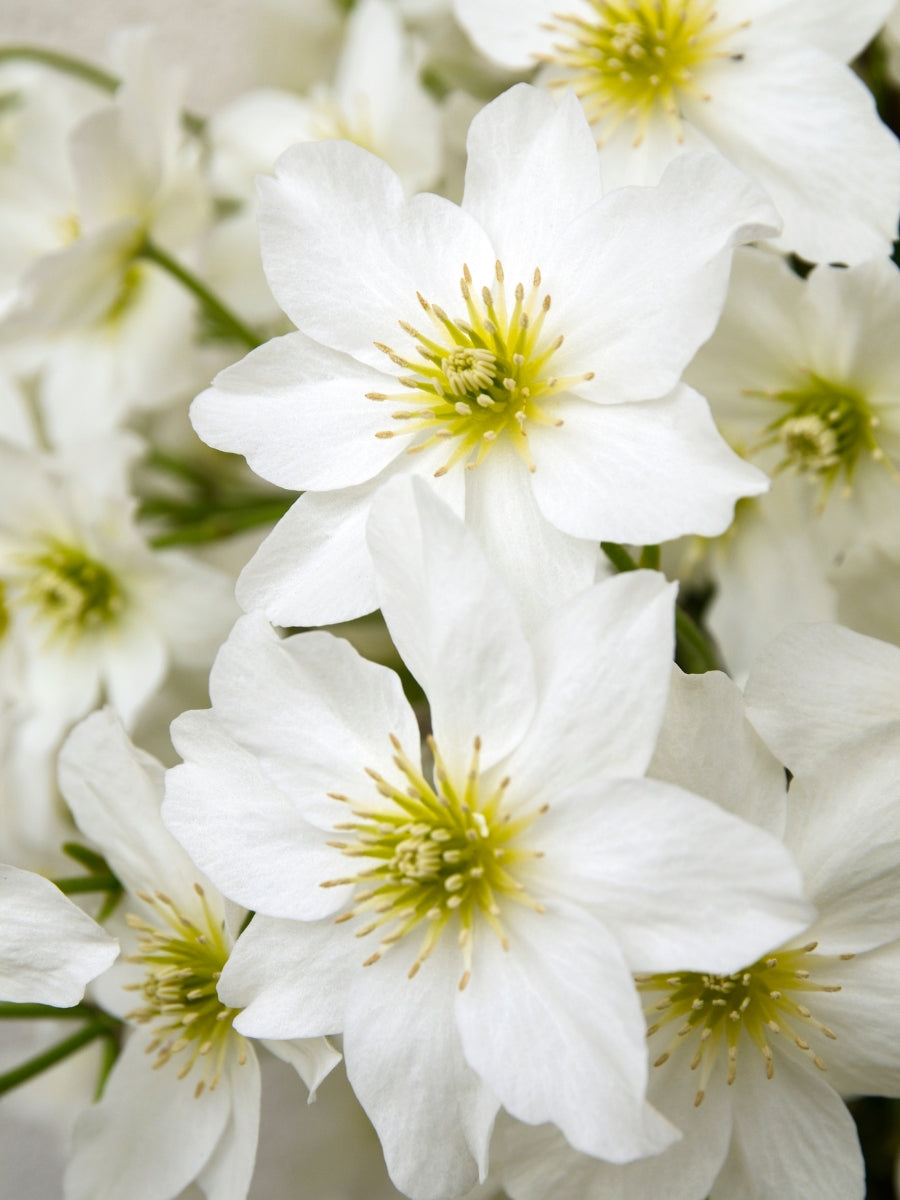 Clematis Cartmanii 'Joe' 1G