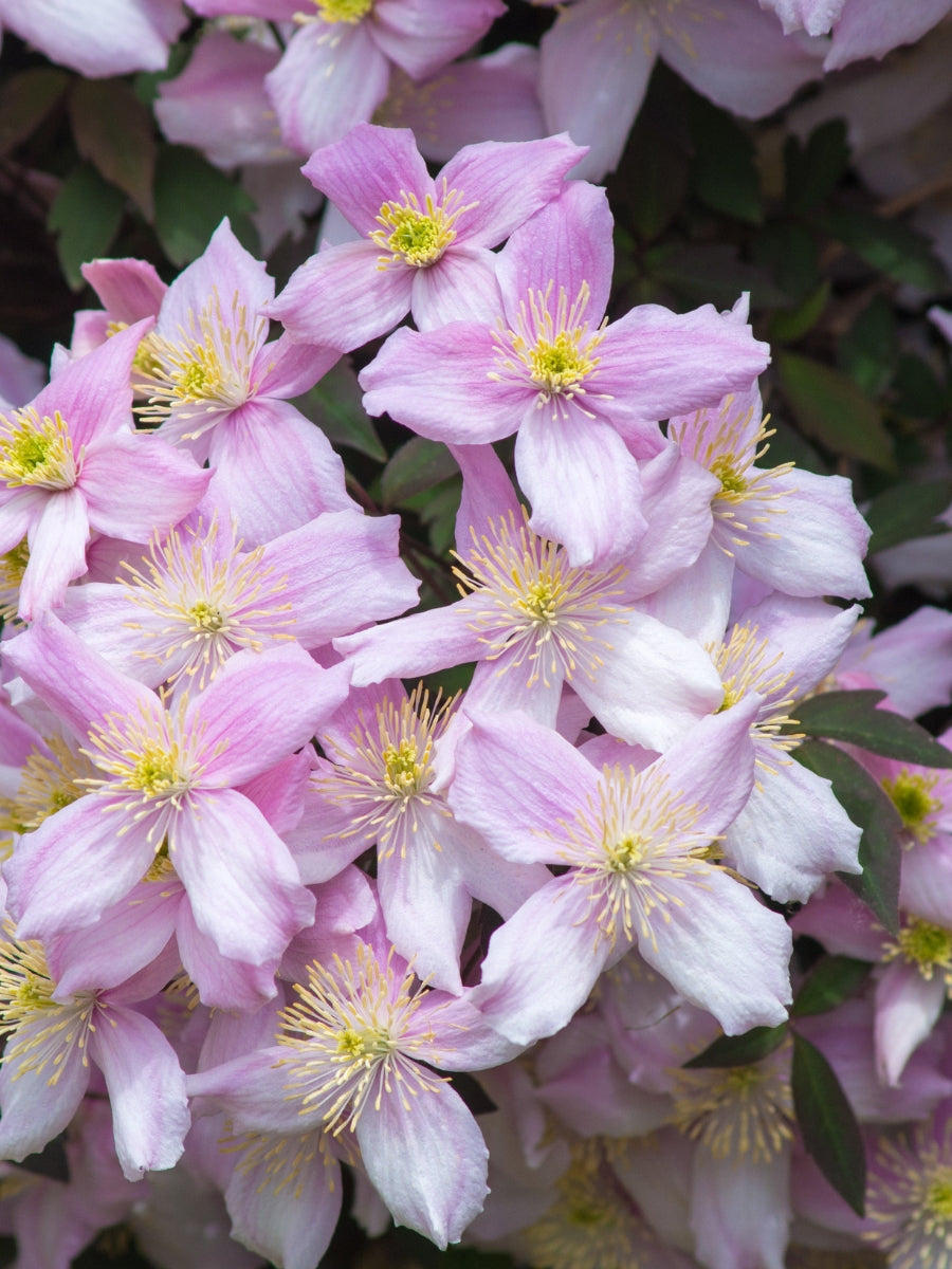 Clematis Montana 'Rubens' 2G – Watson's Greenhouse