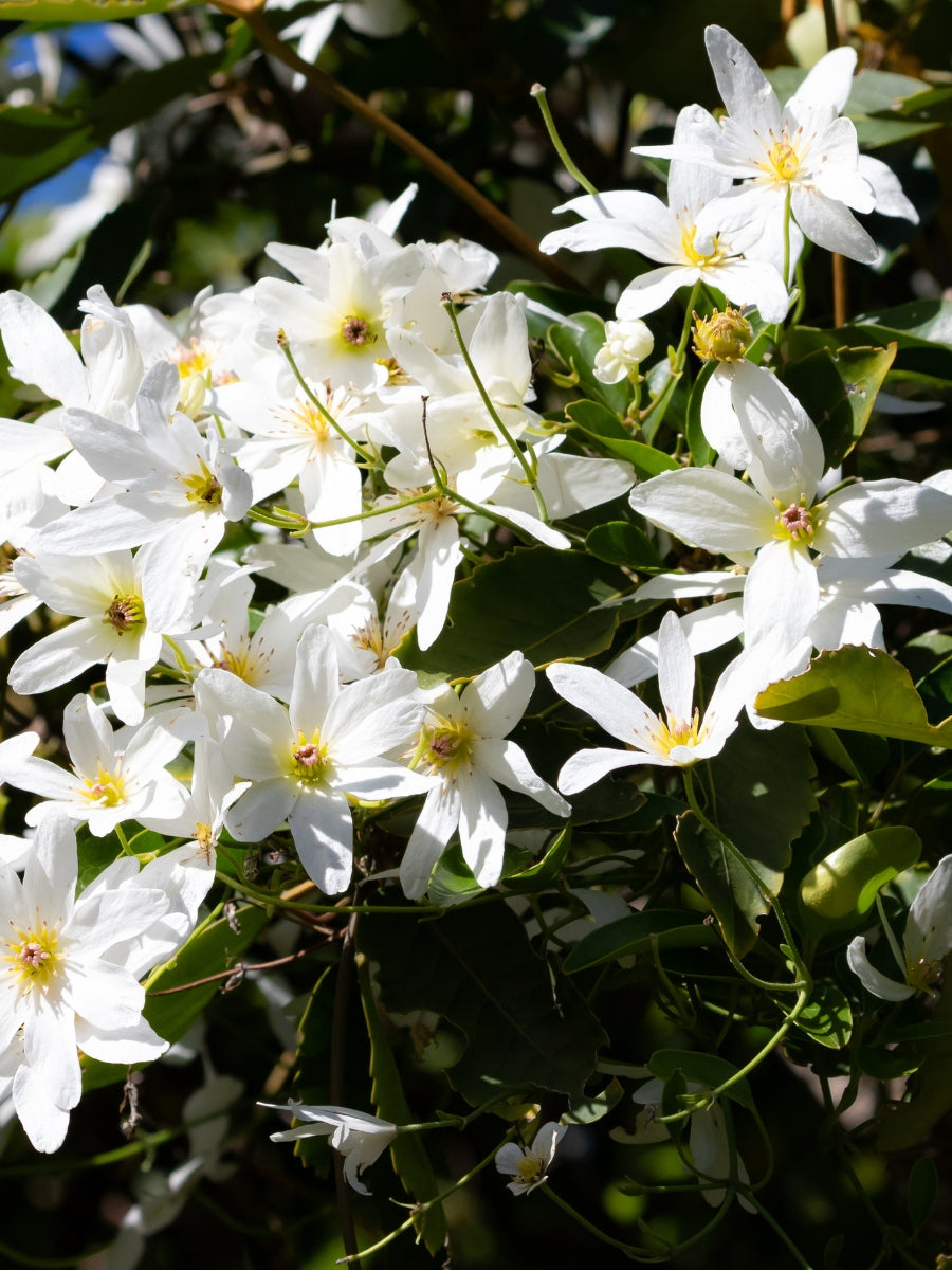 Clematis 'Sweet Autumn' 1G