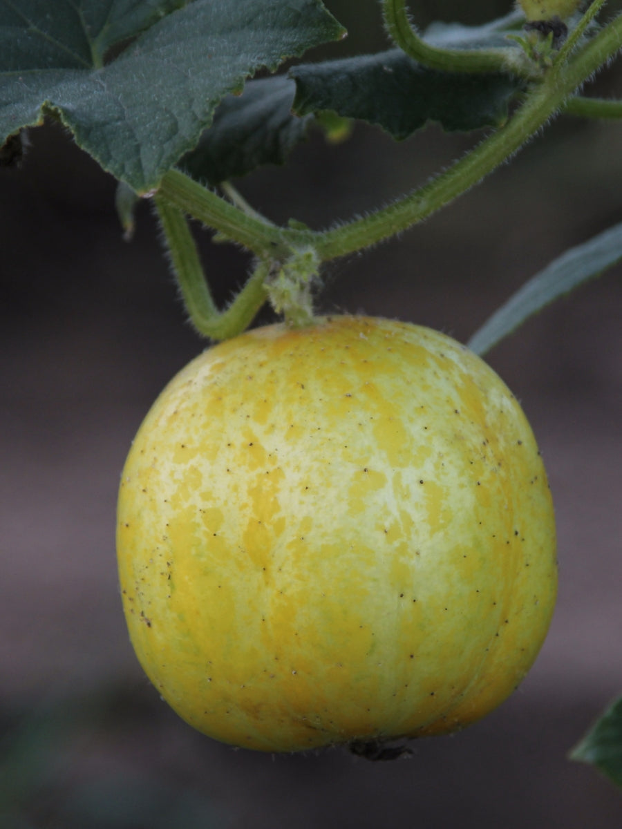 Watson's Greenhouse 