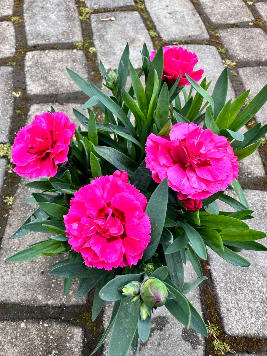 Dianthus Oscar 'Cherry & Velvet' Quart