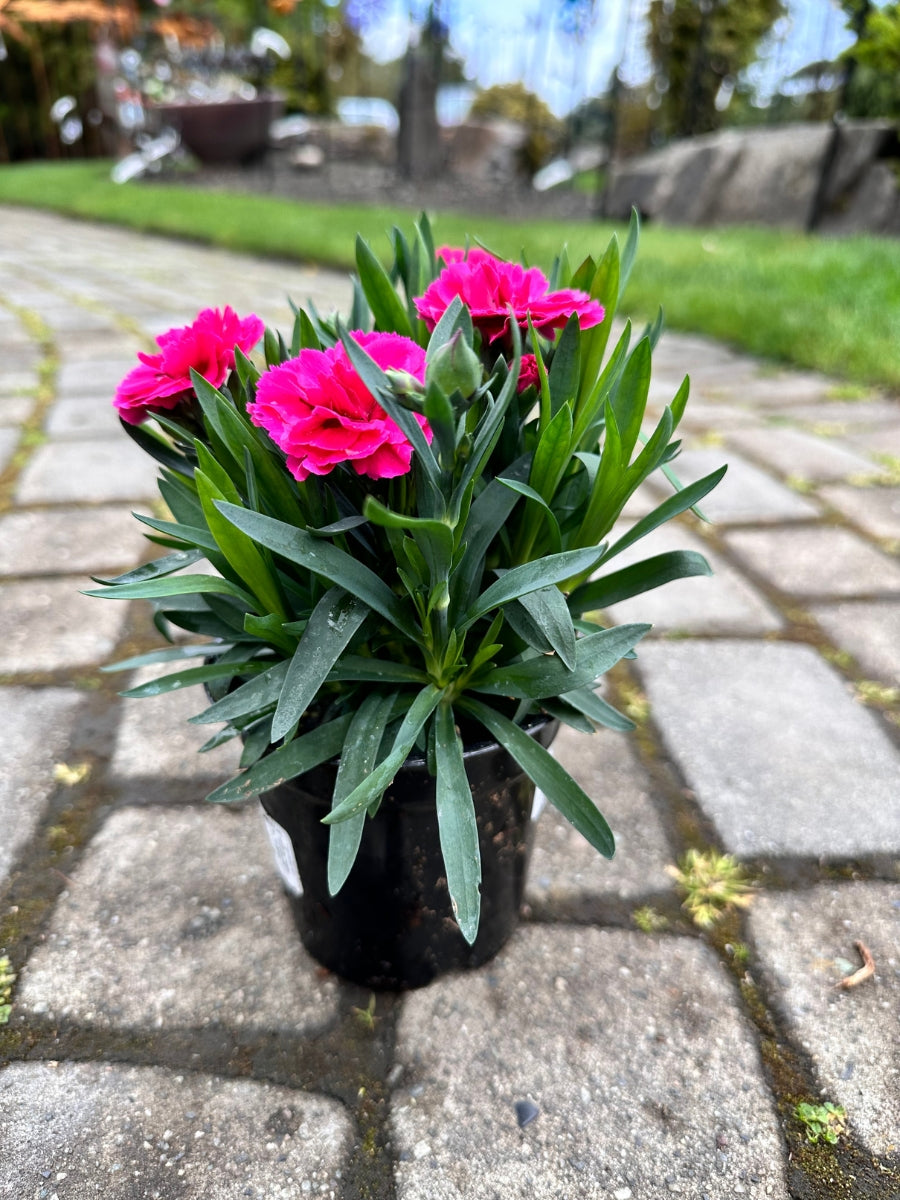 Dianthus Oscar 'Cherry & Velvet' Quart