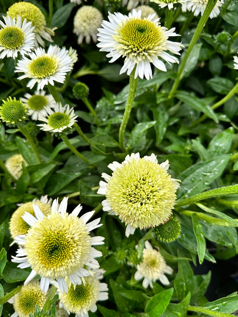 Echinacea 'Delicious Nougat' 1G