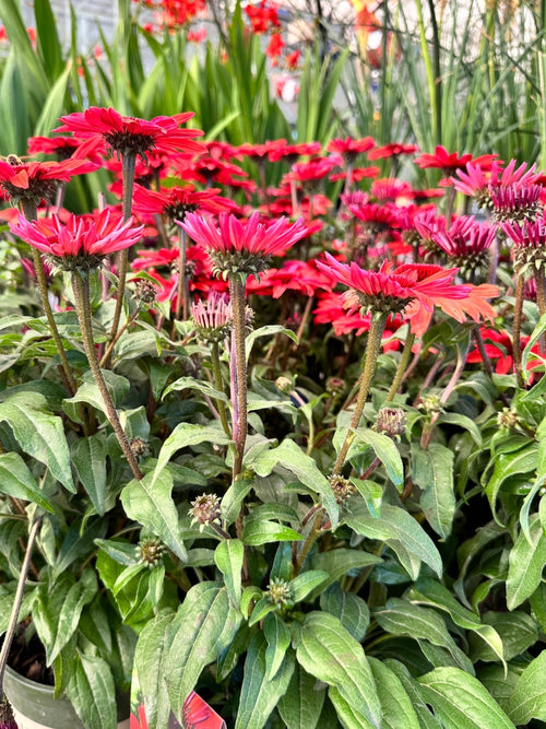 Echinacea Panama™ 'Red' 1G