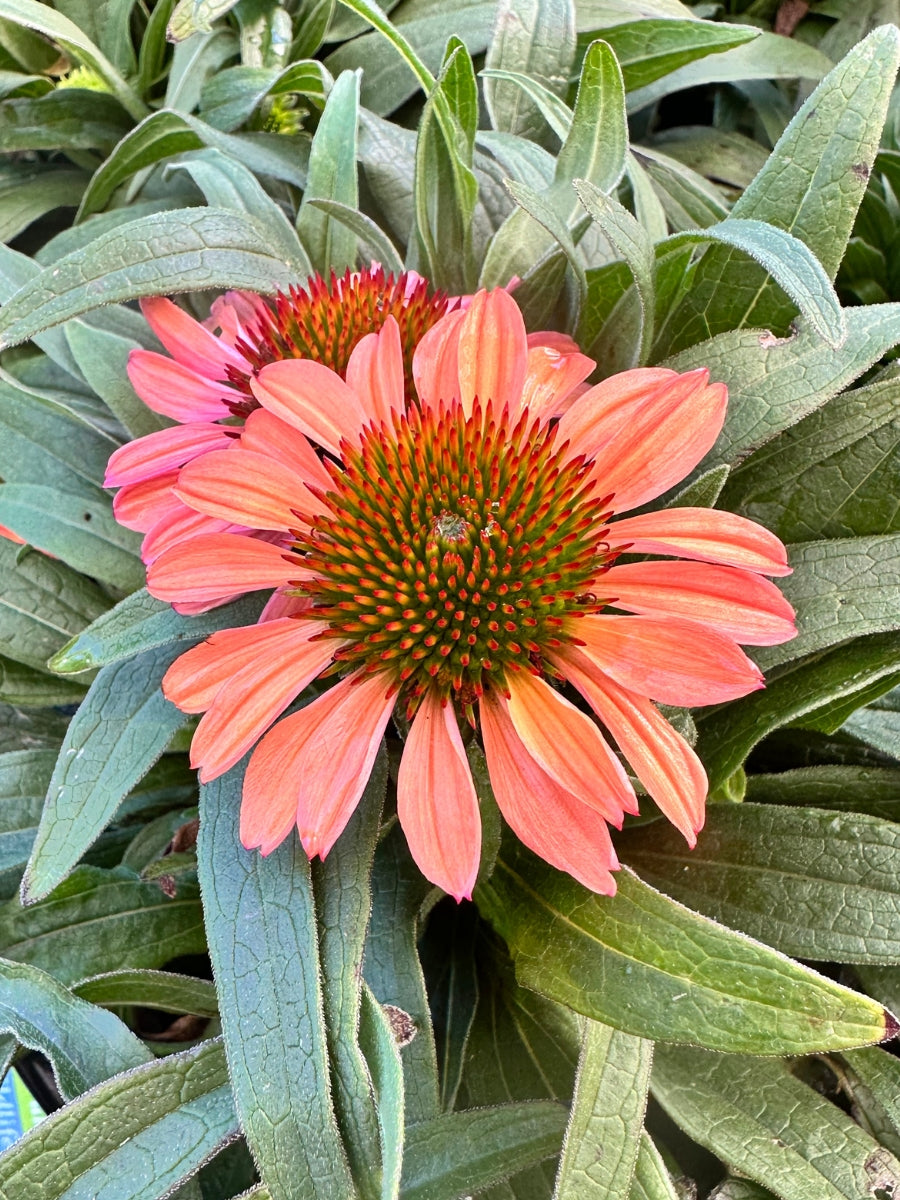 Echinacea Prima™ 'Ginger' 1G