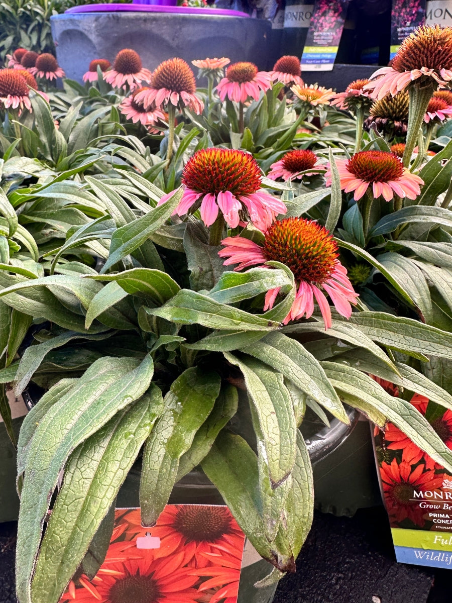 Echinacea Prima™ 'Ginger' 1G