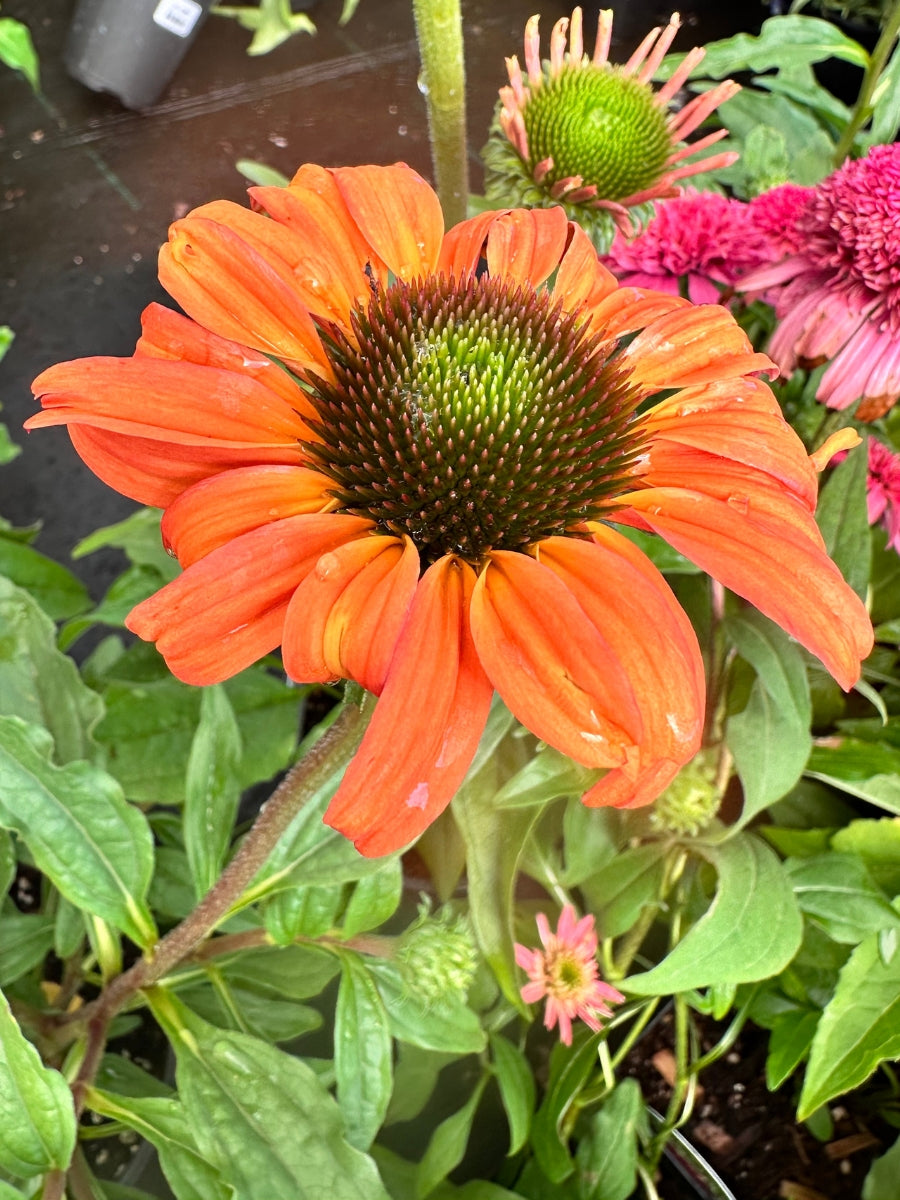Echinacea 'Tangerine Dream' 1G