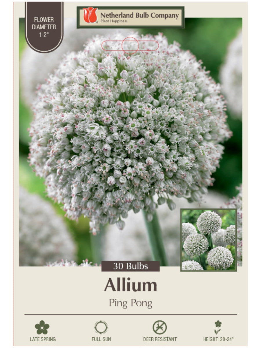 Allium 'Ping Pong' - Bulb Pack