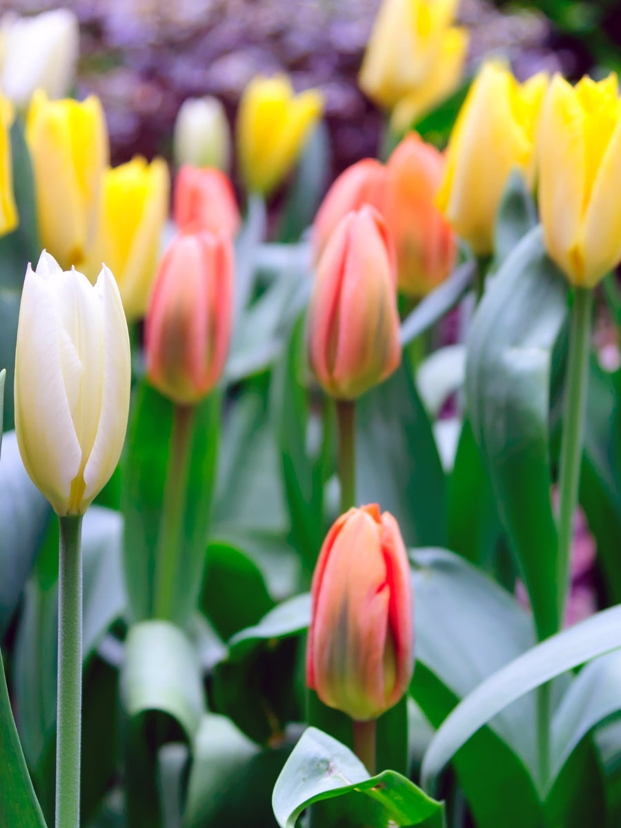 Tulip Assorted Potted Bulb