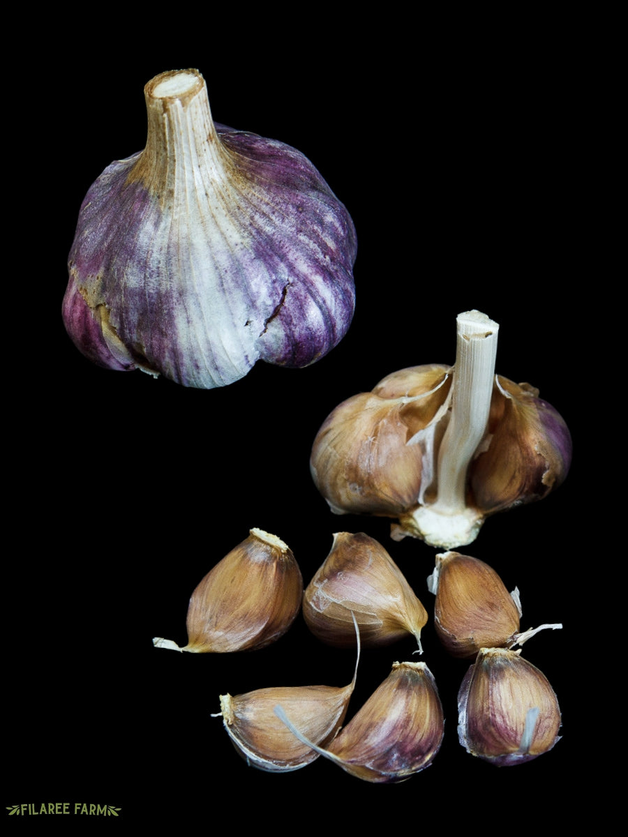 Garlic Softneck 'Godfather's Italian' - Edible Bulb