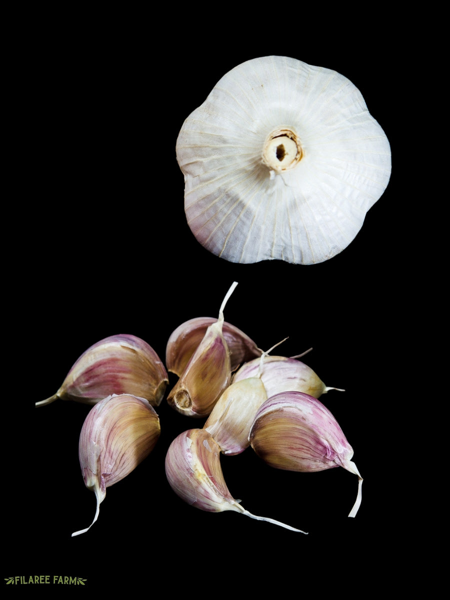 Garlic Hardneck 'Romanian Red' - Edible Bulb